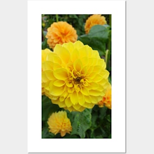 Yellow Dahlias 3 Posters and Art